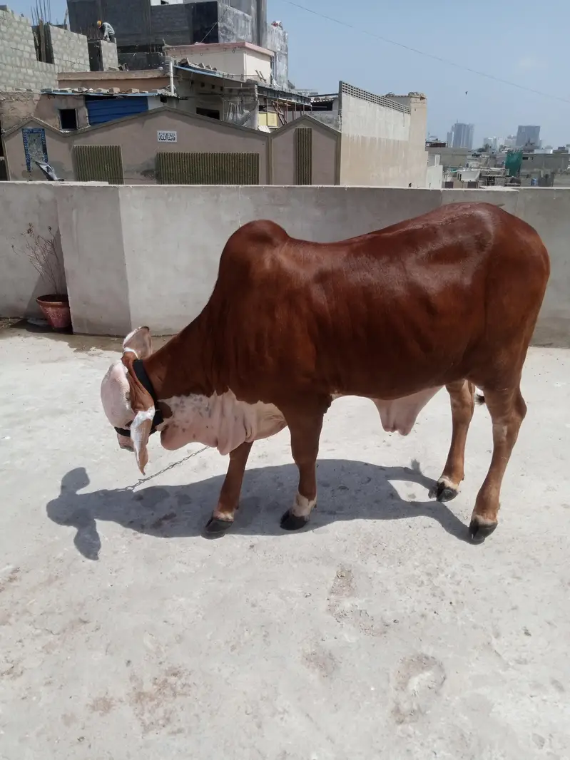 cholistani braman  bull — photo 9