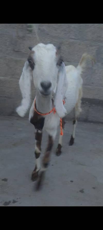 Cross Goat Bakri dondi best for breading