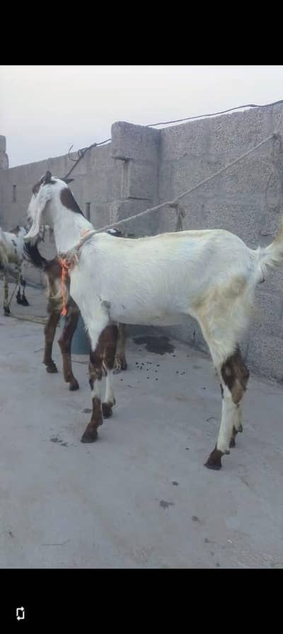 Cross Goat Bakri dondi best for breading