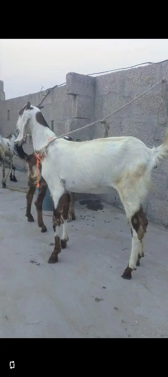 Cross Goat Bakri dondi best for breading — photo 2