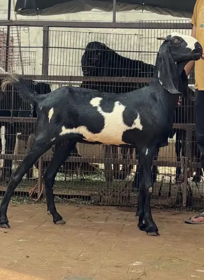 خالص بلیک بیتل نسل کی خوبصورت پٹھ | عمر 13 ماہ | 2 دانت | قد 31 انچ — photo 2