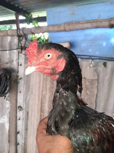 Lakha Aseel pair