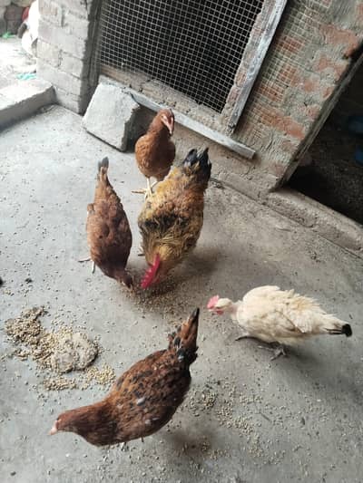 for sale hen