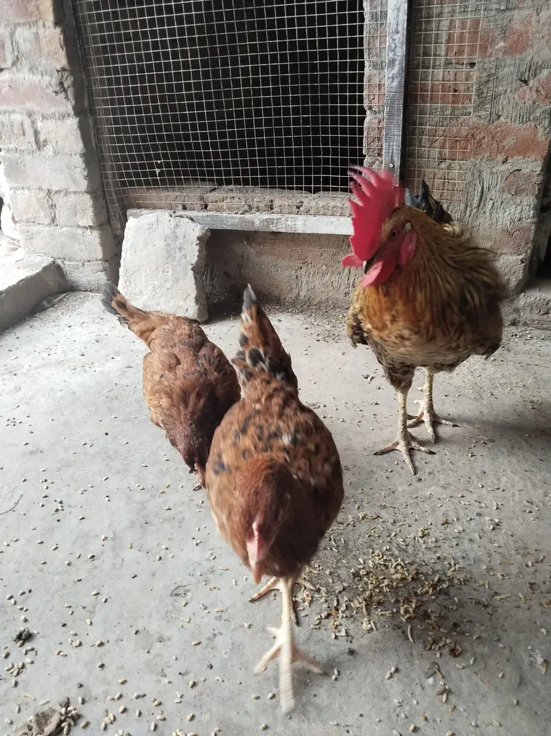 for sale hen — photo 2