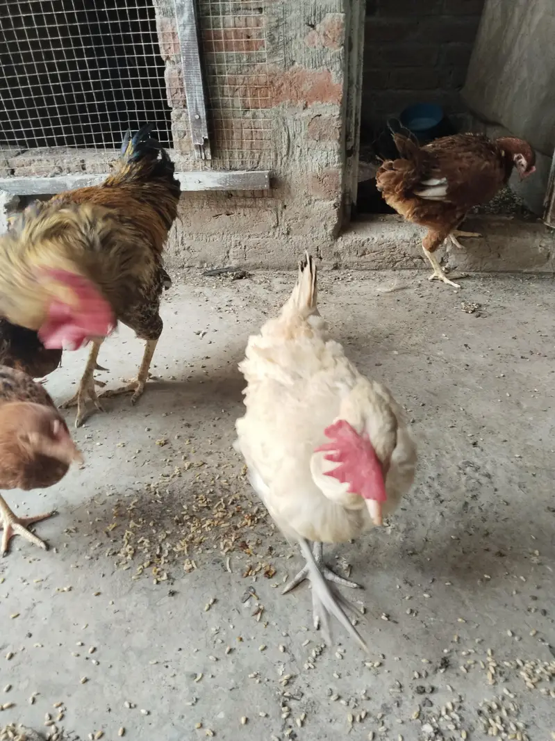 for sale hen — photo 3