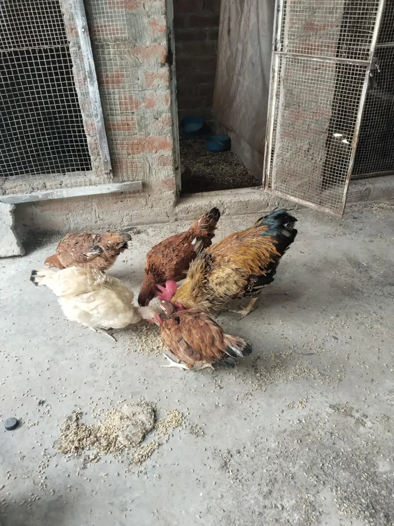 for sale hen — photo 4