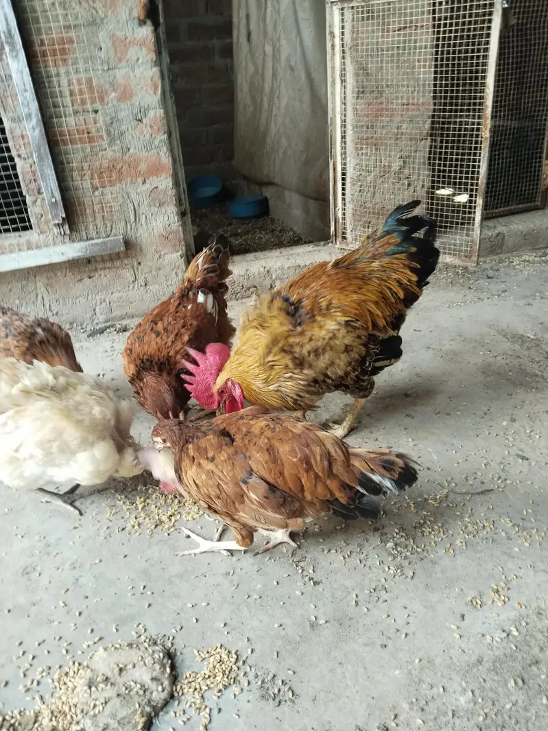for sale hen — photo 5