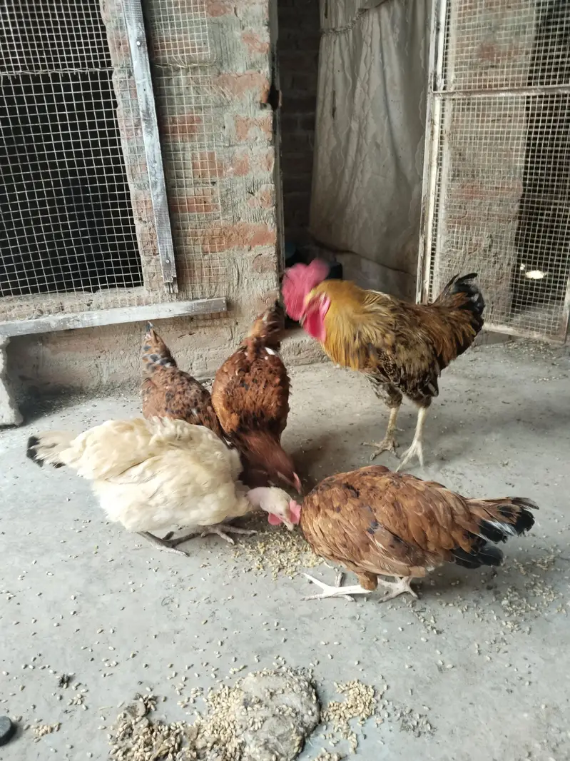 for sale hen — photo 6