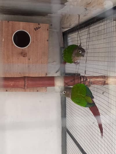 0/3/7/0/5/6/3/5/4/4/3 green cheek conure110% breeder pair