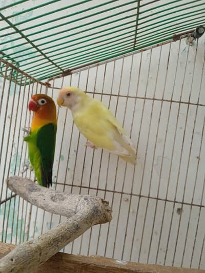 2 love bird