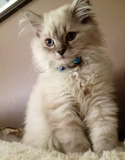 Premium Persian Doll Face Kitten