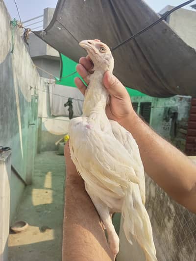 Aseel Male Heera Aseel 2 months Age
