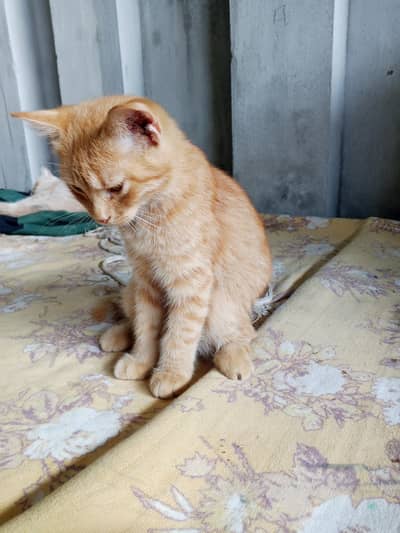 Persian cat for sale  0306555//2697
