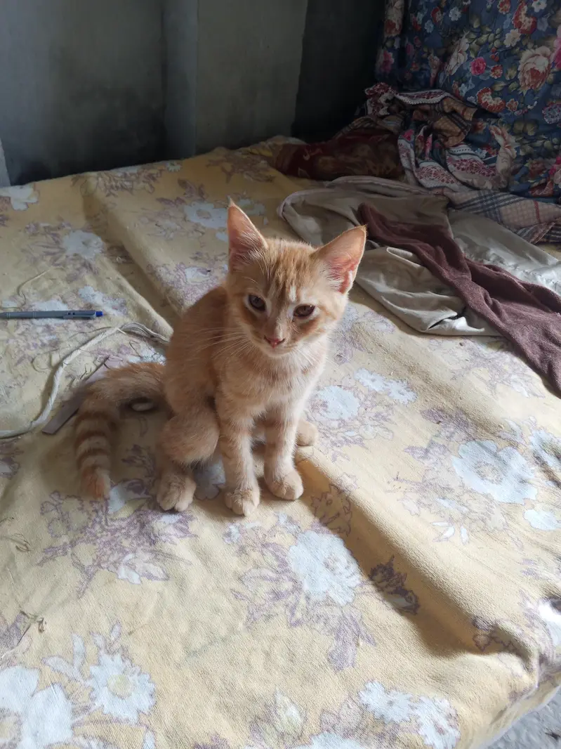 Persian cat for sale  0306555//2697 — photo 2