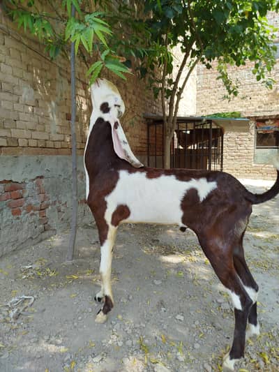 Goats | Bkra | Ablak Goats | Rajnpuri Goats | Goat / Bkra For Sale