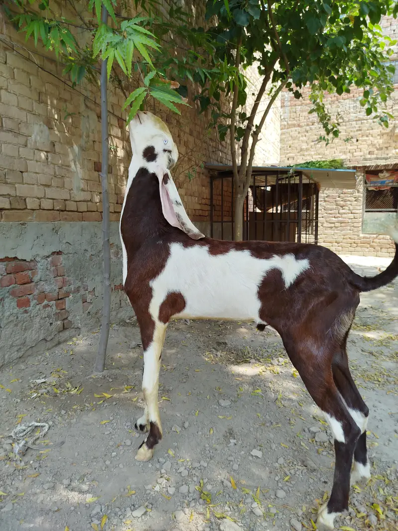 Goats | Bkra | Ablak Goats | Rajnpuri Goats | Goat / Bkra For Sale