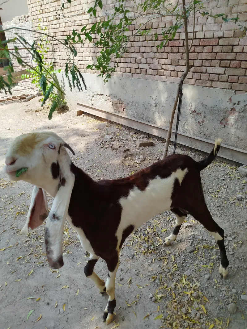 Goats | Bkra | Ablak Goats | Rajnpuri Goats | Goat / Bkra For Sale — photo 2