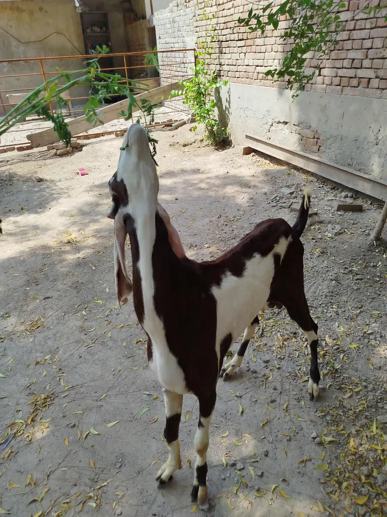 Goats | Bkra | Ablak Goats | Rajnpuri Goats | Goat / Bkra For Sale — photo 3