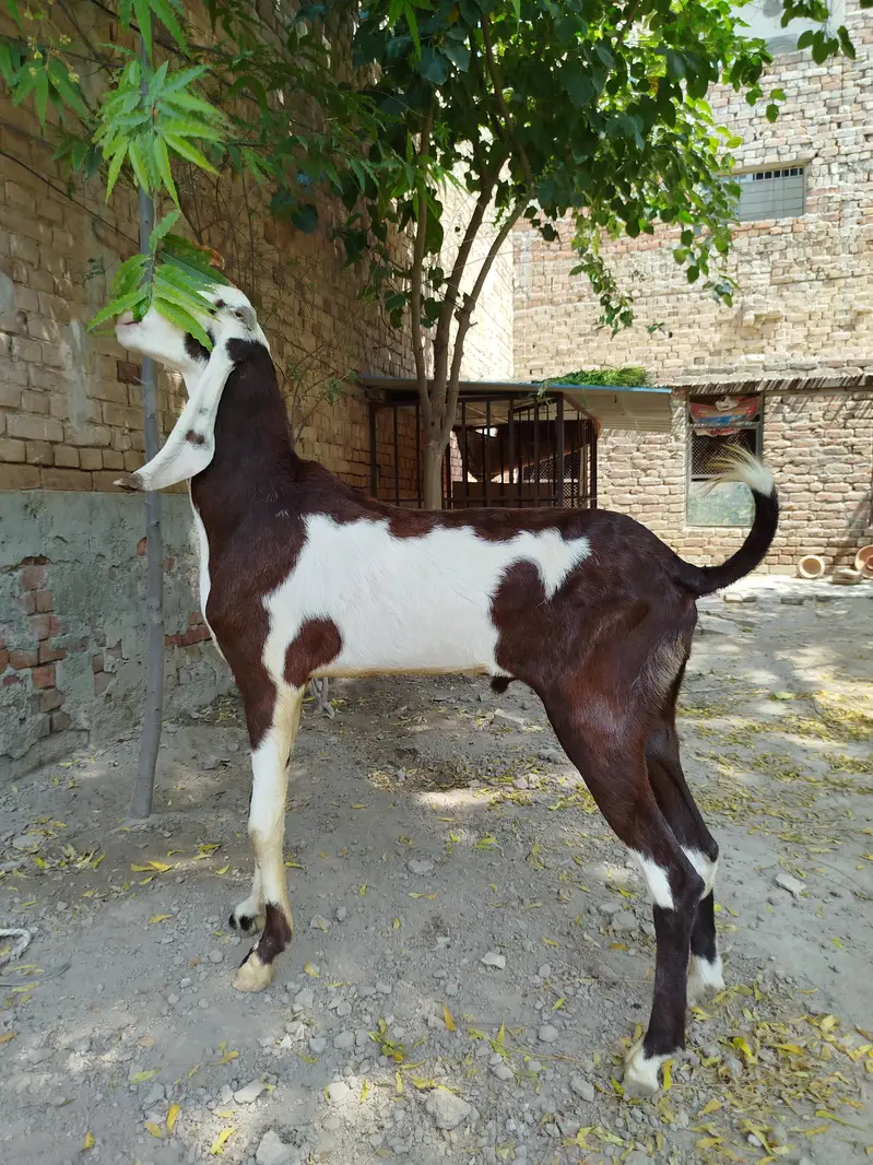 Goats | Bkra | Ablak Goats | Rajnpuri Goats | Goat / Bkra For Sale — photo 4