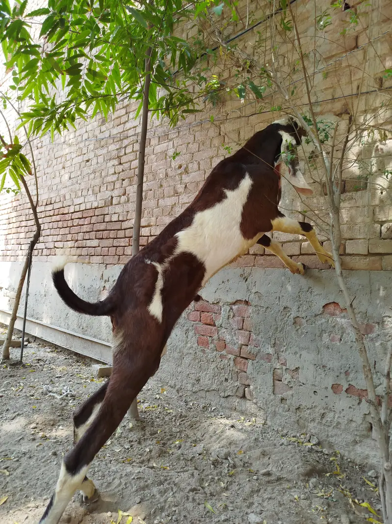 Goats | Bkra | Ablak Goats | Rajnpuri Goats | Goat / Bkra For Sale — photo 5