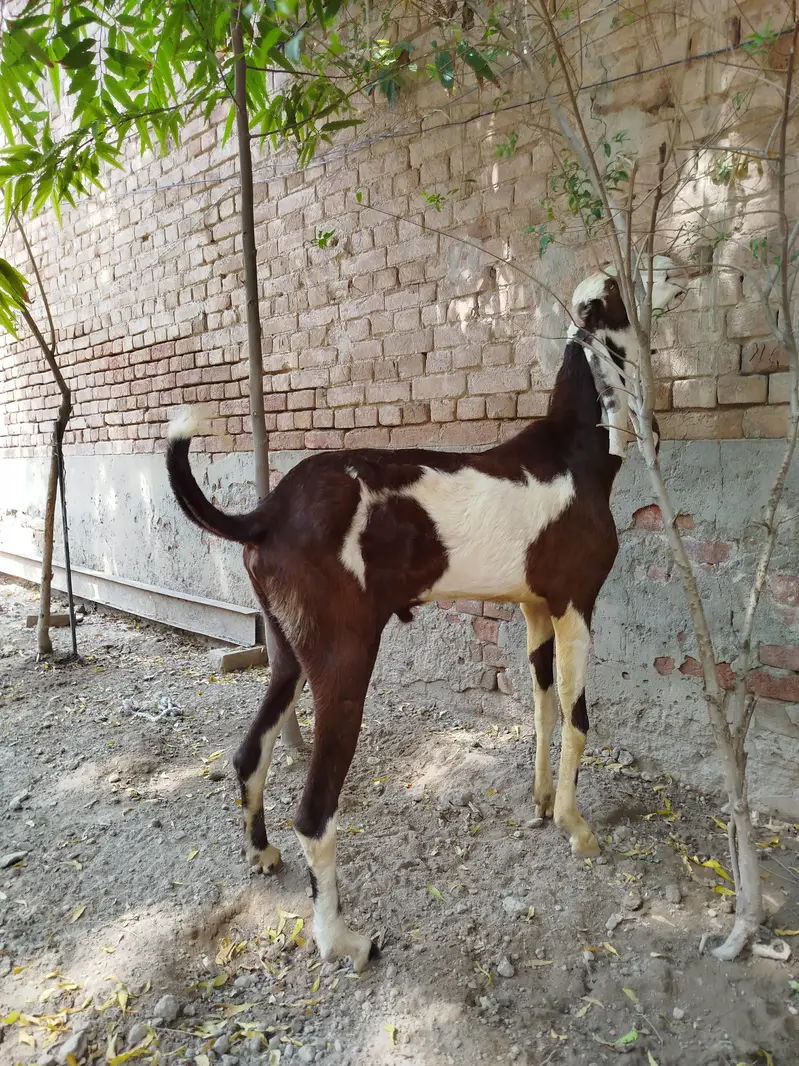 Goats | Bkra | Ablak Goats | Rajnpuri Goats | Goat / Bkra For Sale — photo 6