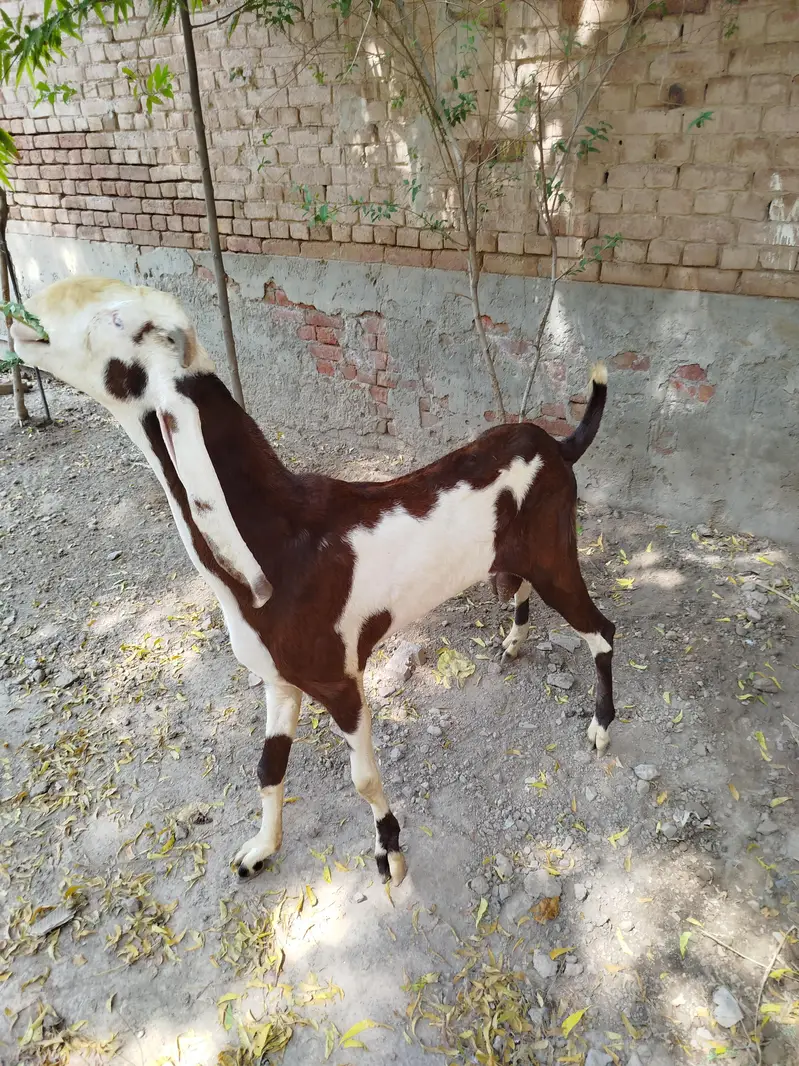 Goats | Bkra | Ablak Goats | Rajnpuri Goats | Goat / Bkra For Sale — photo 7