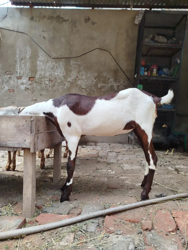 Goats | Bkra | Ablak Goats | Rajnpuri Goats | Goat / Bkra For Sale — photo 8