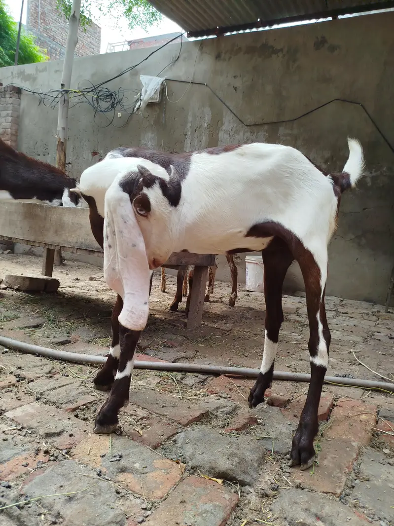 Goats | Bkra | Ablak Goats | Rajnpuri Goats | Goat / Bkra For Sale — photo 9