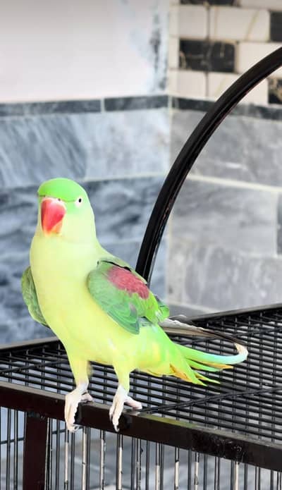 Kashmiri raw parrot for sale single and pair available
