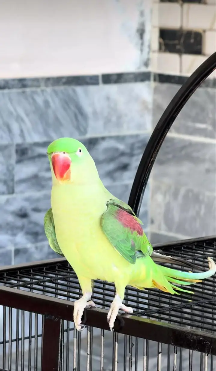 Kashmiri raw parrot for sale single and pair available — photo 2