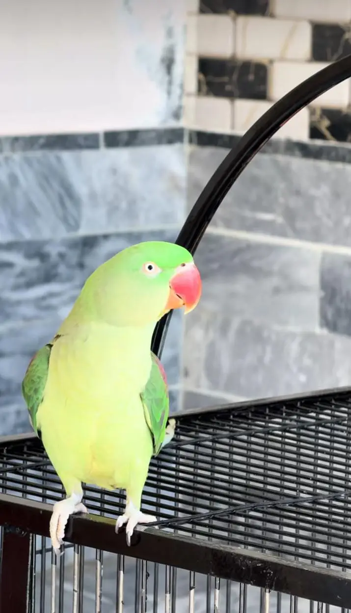 Kashmiri raw parrot for sale single and pair available — photo 3