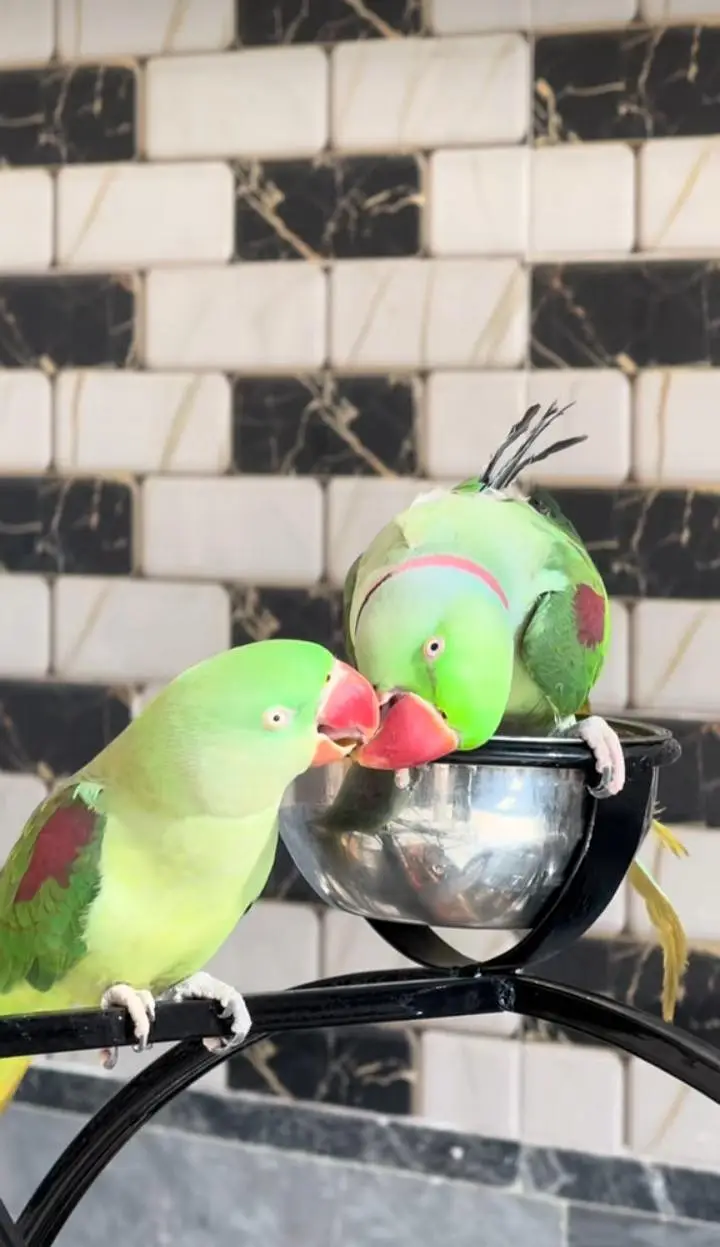Kashmiri raw parrot for sale single and pair available — photo 4