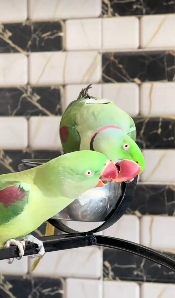 Kashmiri raw parrot for sale single and pair available — photo 6