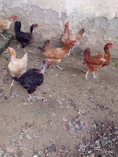 7 hens egg laying hens