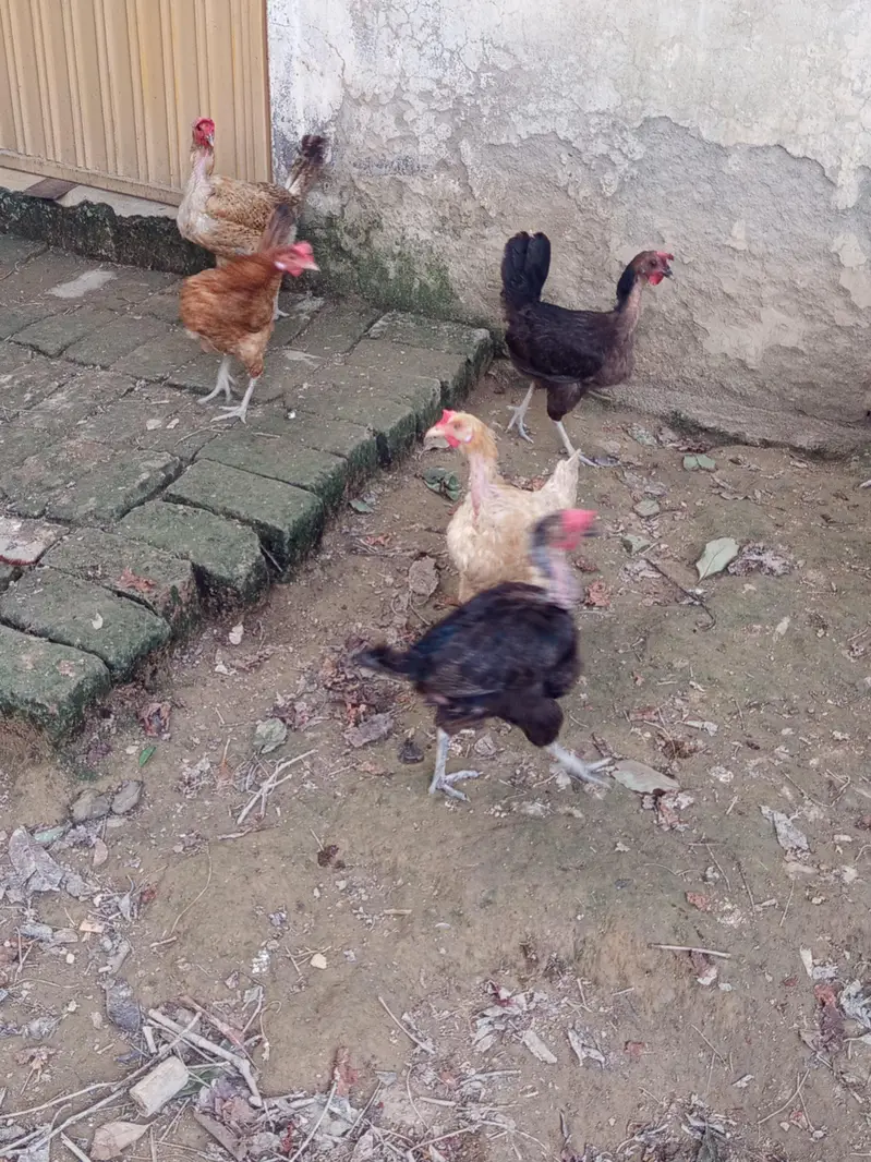 7 hens egg laying hens — photo 2