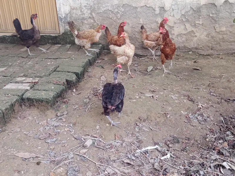7 hens egg laying hens — photo 3