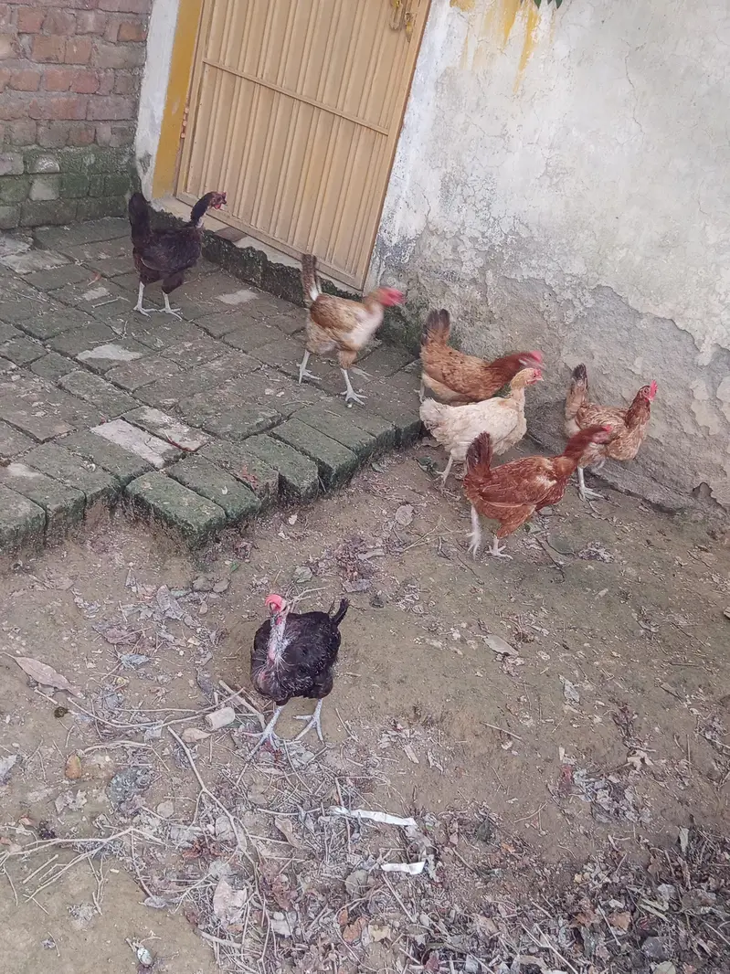 7 hens egg laying hens — photo 4