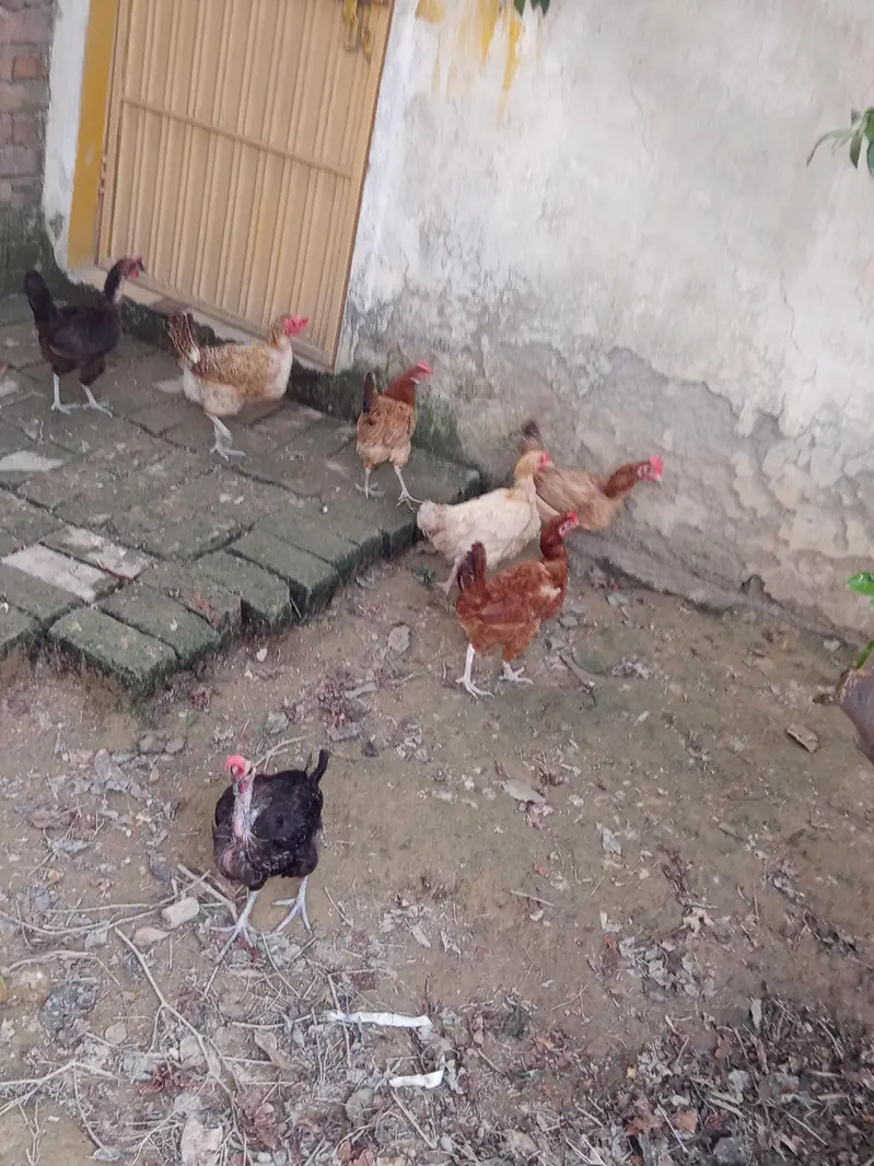 7 hens egg laying hens — photo 5