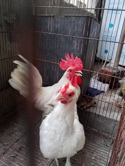English game egg laying Young pair