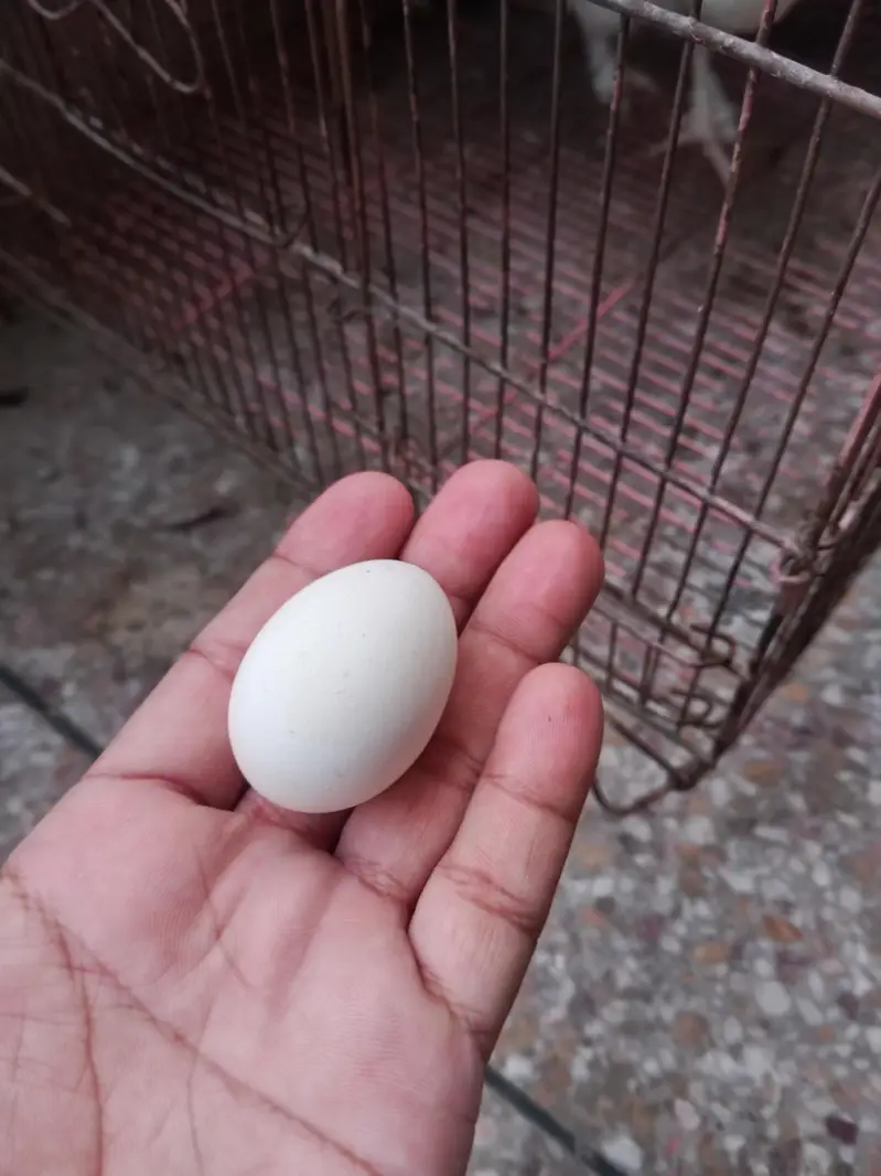 English game egg laying Young pair — photo 2