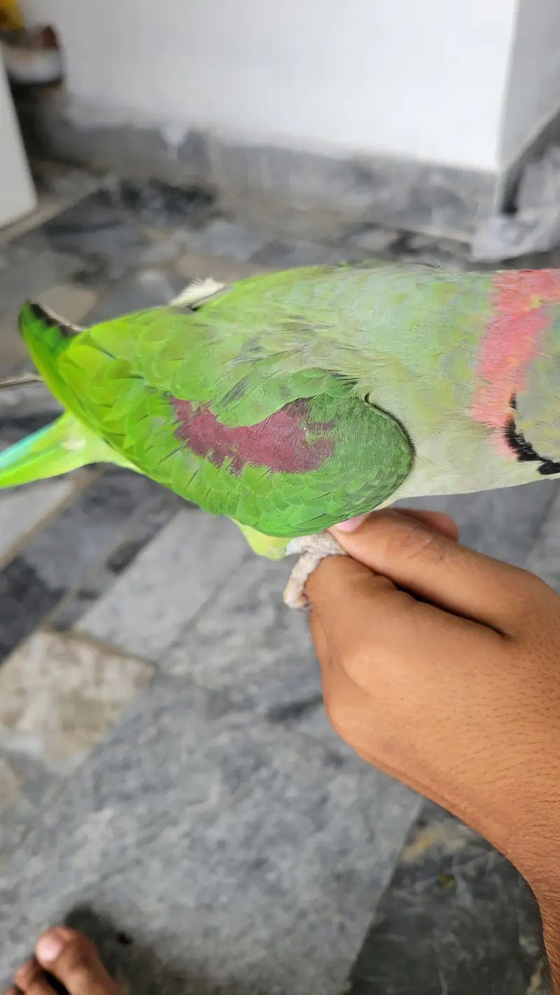 full tame raw parrot serious bahi he rabta kere. — photo 2
