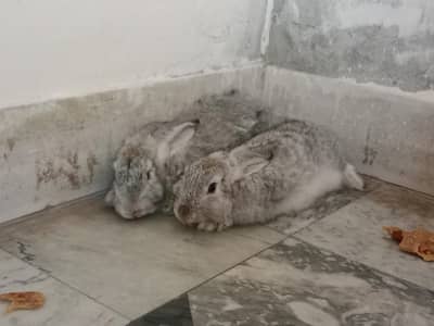 English Angora Silver Color long hair Winter Breeder