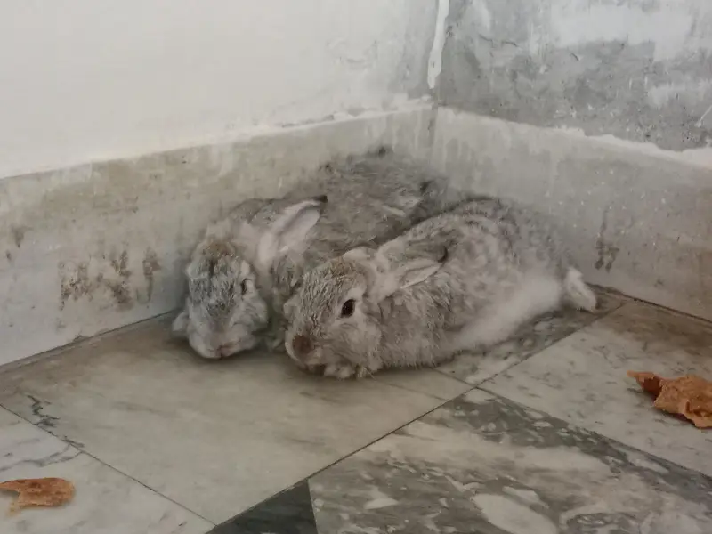 English Angora Silver Color long hair Winter Breeder