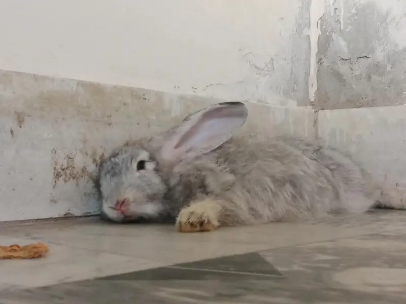 English Angora Silver Color long hair Winter Breeder — photo 2