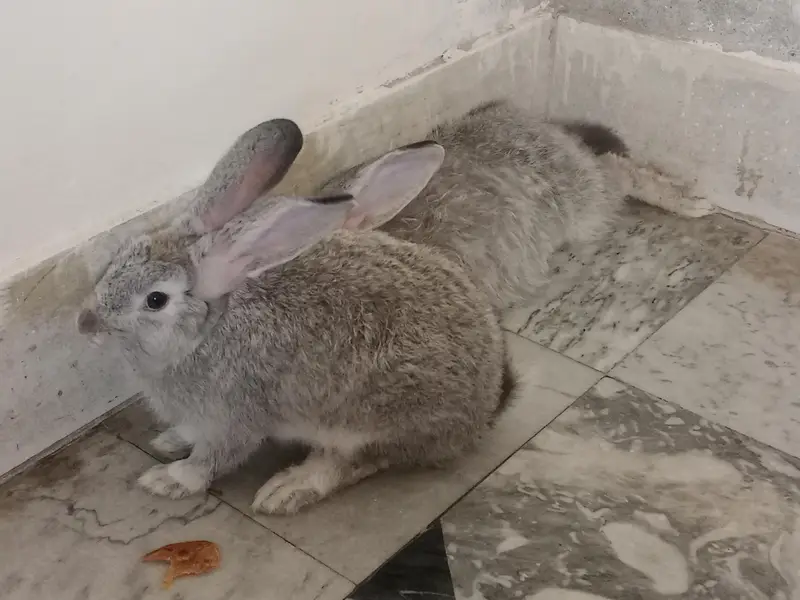 English Angora Silver Color long hair Winter Breeder — photo 4