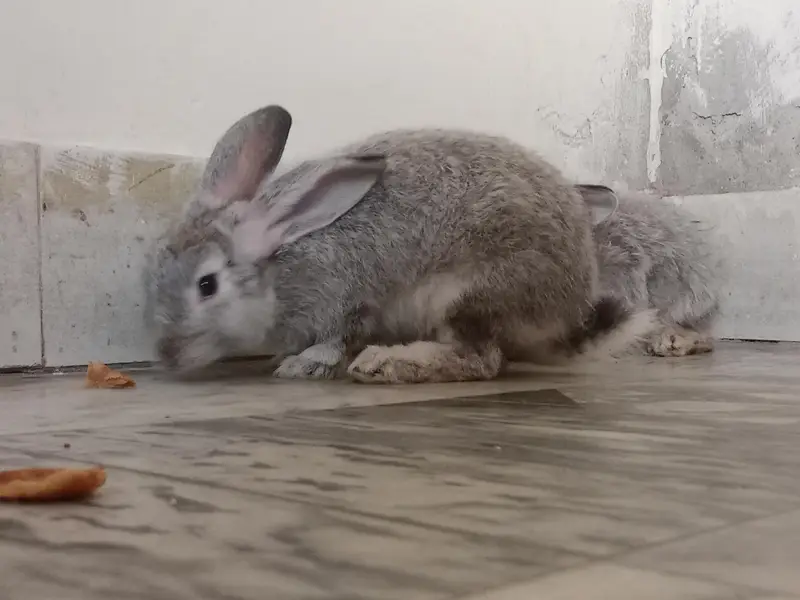 English Angora Silver Color long hair Winter Breeder — photo 5