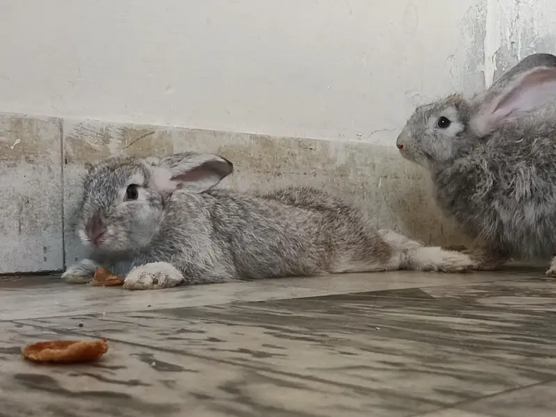 English Angora Silver Color long hair Winter Breeder — photo 6