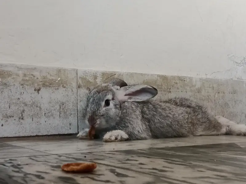 English Angora Silver Color long hair Winter Breeder — photo 8
