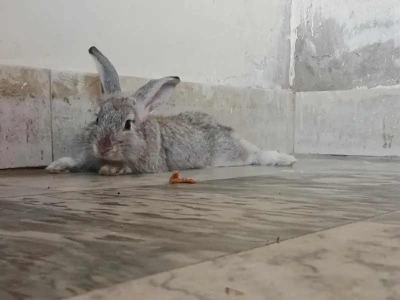 English Angora Silver Color long hair Winter Breeder — photo 9