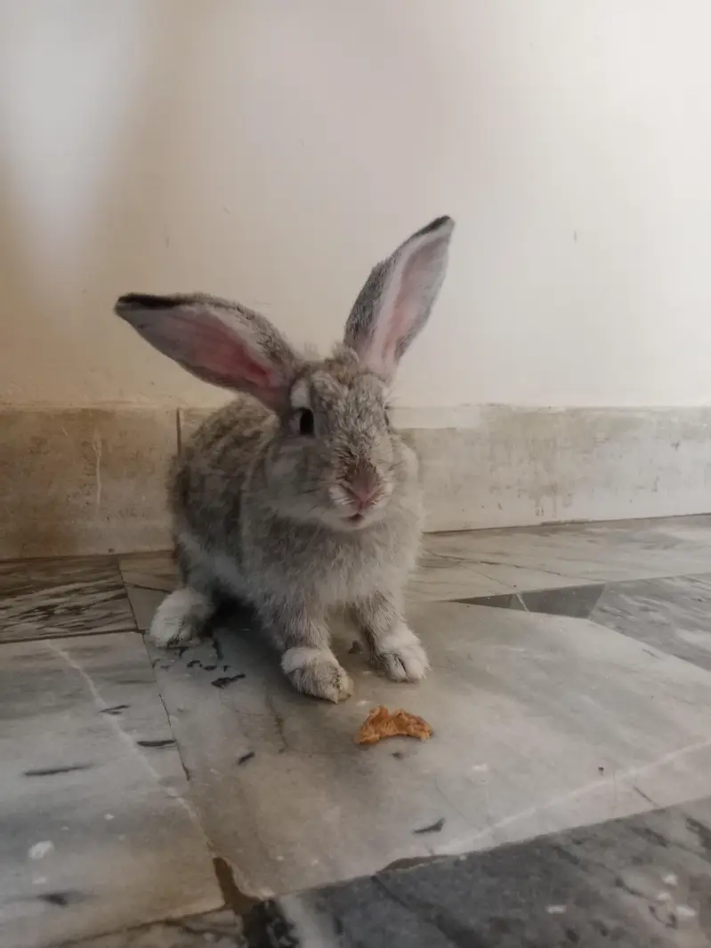 English Angora Silver Color long hair Winter Breeder — photo 12